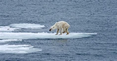 Polar Bear’s Shocking Appearance May Be Tied To Climate Change