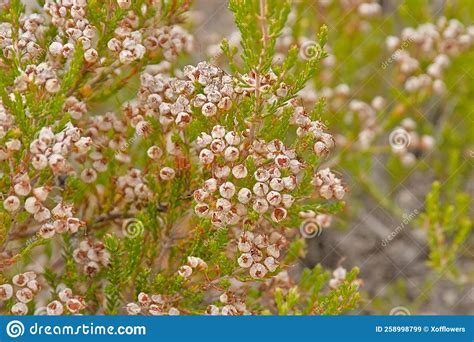 Overblown Flowers Of A Heather Bush Stock Image Image Of Dried