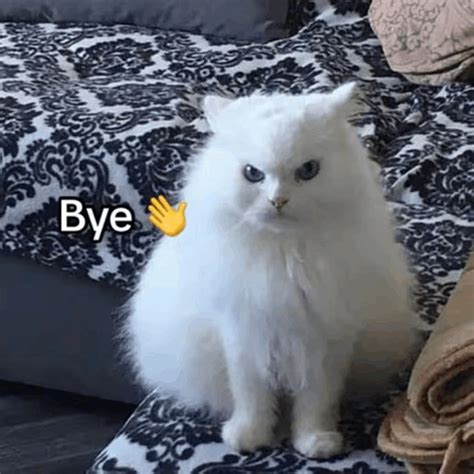 Bye Bye Bye Cat GIF - Bye bye Bye cat - Discover & Share GIFs