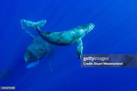 304 Humpback Whales Hawaii Stock Photos, High-Res Pictures, and Images ...