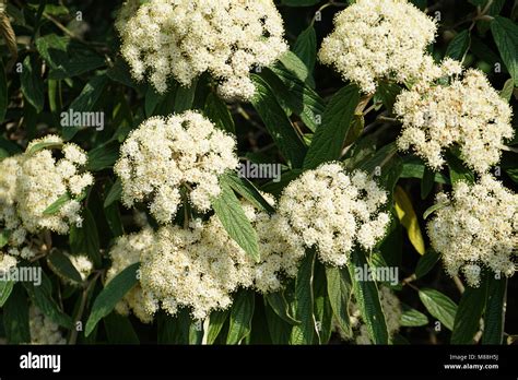 Flowering Leatherleaf Viburnum, Viburnum rhytidophyllum Stock Photo - Alamy