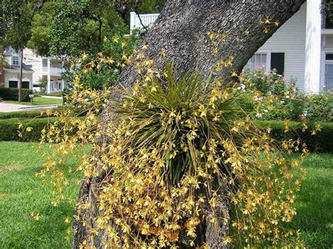 Plantfiles Pictures Species Orchid Encyclia Florida Butterfly Orchid