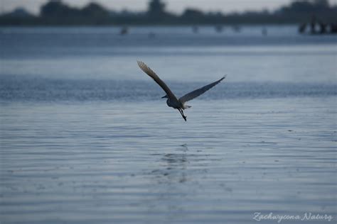 Czapla modronosa , nadobna, purpurowa, siwa, biała i ślepowron w Delcie ...