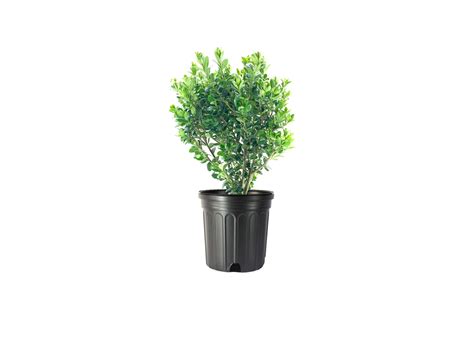 Japanese Holly 2 Large Gallon Size Plants Ilex