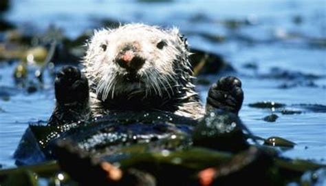 Build A Bear Sea Otter