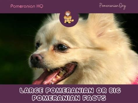 Awesome Throwback Pomeranian Facts You Need to Know