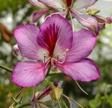 Bauhinia purpurea - Purple Orchid Tree - The Seed Vine