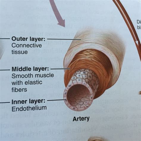 Chapter 14 The Cardiovascular System And The Peripheral Vascular System