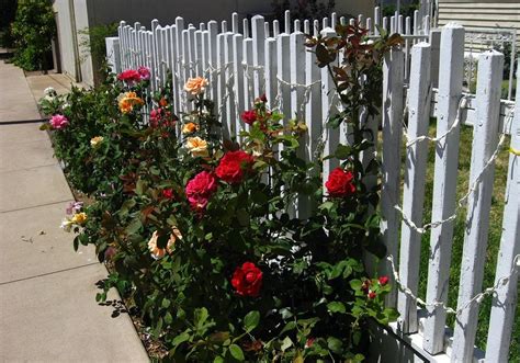 A Quick Summary of Effective Rose Garden Design Ideas | Properly Rooted