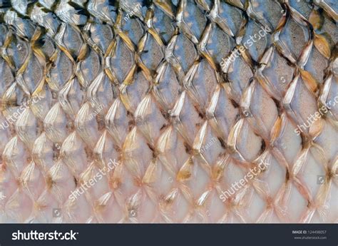 scales   fish  lloyd sutton blog