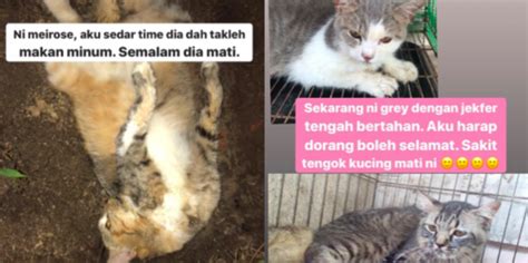 Sedih Tengok 7 Kucing Kesayangan Mati Disebabkan Virus Parvo