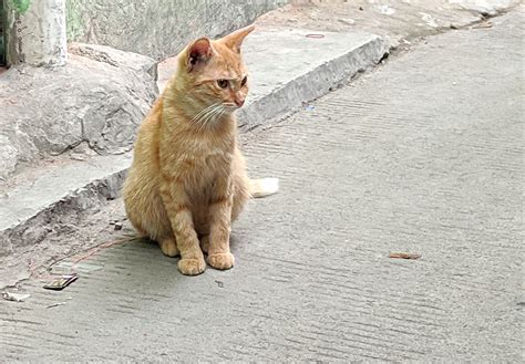 5 Fakta Unik Kucing Oren Yang Jarang Disadari Salah Satunya Paling