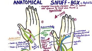 Anatomical Snuff Box Diagram