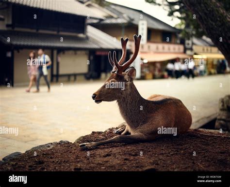 Sika deer japan hi-res stock photography and images - Alamy