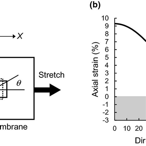 Schematic Of An Elastic Membrane Subjected To Simple Uniaxial