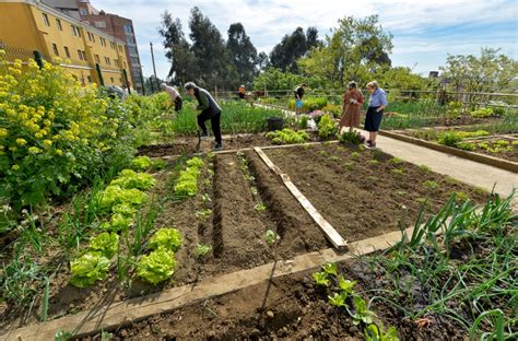 El Ayuntamiento Reabre Los Huertos Urbanos Desde Hoy Con Turnos