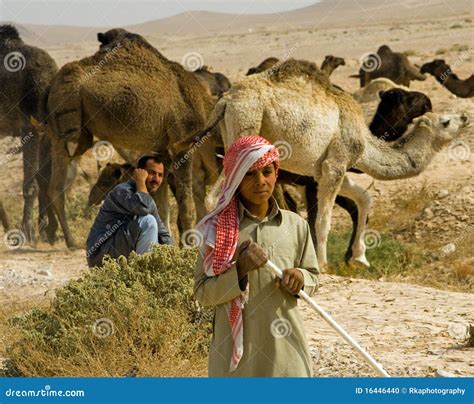 Bedouin camel train, Syria editorial image. Image of desert - 16446440