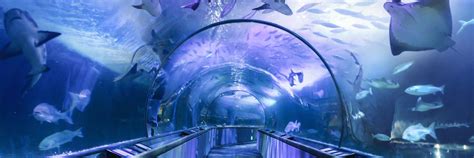 Aquarium of the Bay Tickets | Discount Admission | Go San Francisco Pass