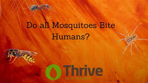 Do All Mosquitoes Bite Humans Thrive Pest Control