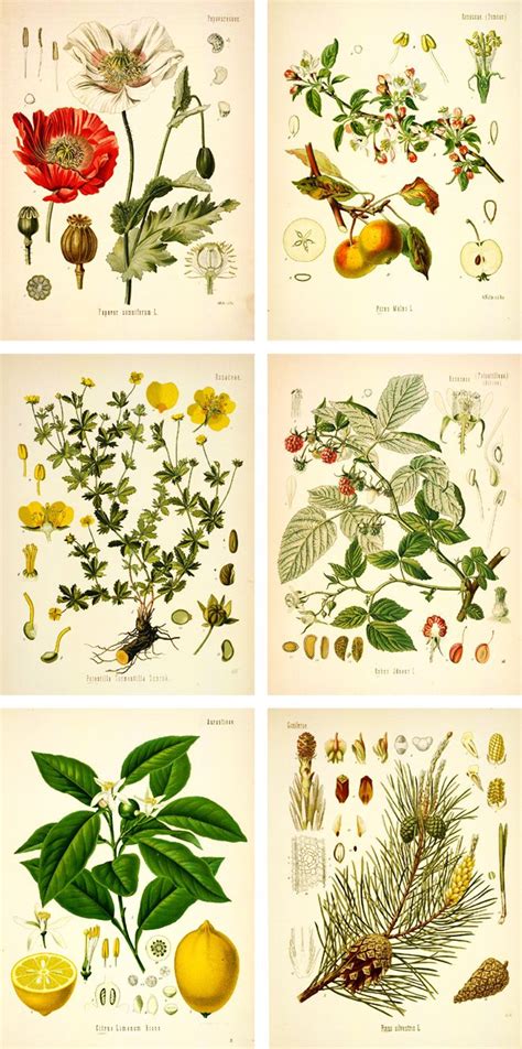 Printable Vintage Botanical Prints