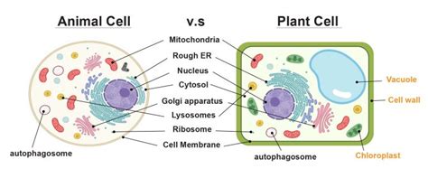 Cell Organelles And Their Functions Rs Science