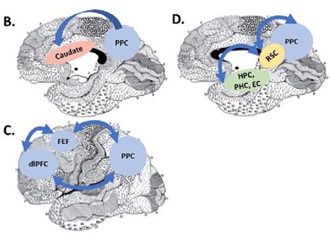 A Key Brain Regions Involved In Spatial Memory Shown As Colored Ovals