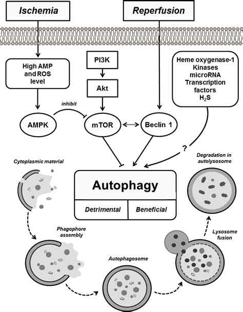 The Process Of Autophagy And Its Role In Ischemic Reperfusion Injury Of