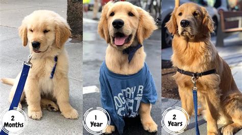 Golden Retriever Growth And Weight Chart A Practical Guide