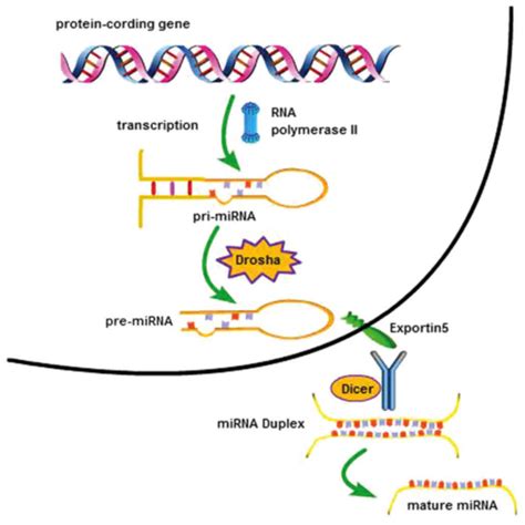 Expression Regulation And Mechanism Of Action Of The Mir Cluster