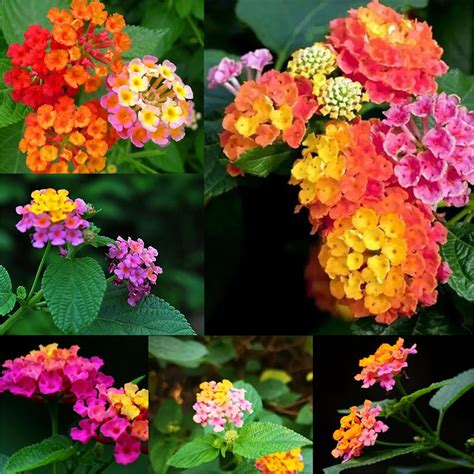 Amazon Garden Plant Seed Flower Seed Lantana Camara Seeds Garden