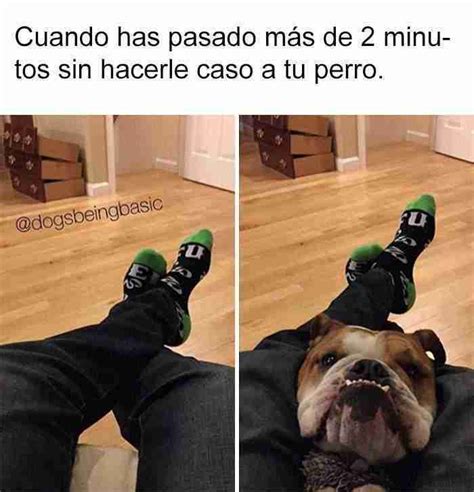 10 Divertidos Memes De Perros Que Te Harán Sonreír