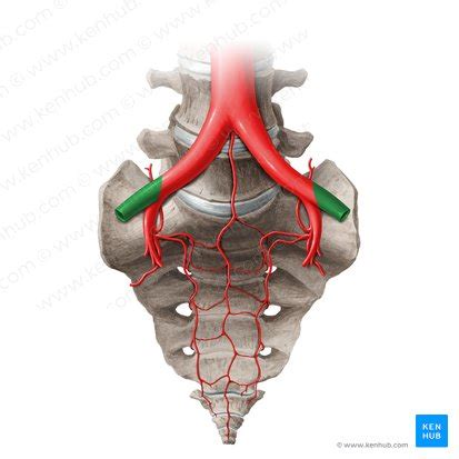 External iliac artery: Anatomy and branches | Kenhub