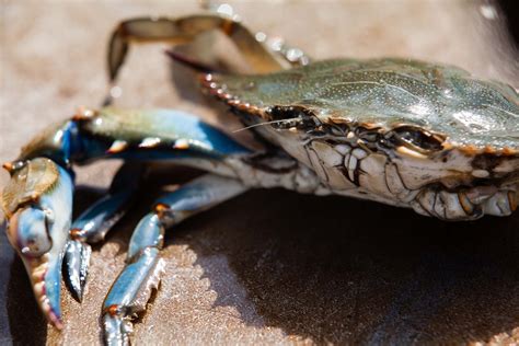 Adult female blue crab abundance rises 92 percent in 2016 | Chesapeake ...