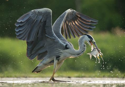 The Difference Between Egrets and Herons