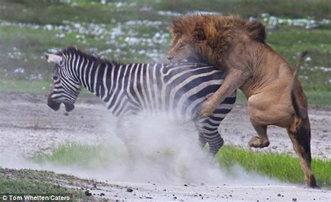 Lion Regrets Making This Zebra Cross After He Lashes Out With A Kick