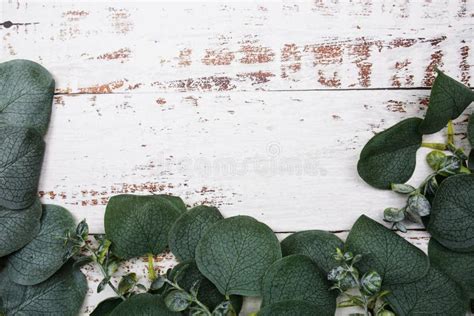 Eucalyptus Leaves Border Frame with Space Copy on Wooden Background ...