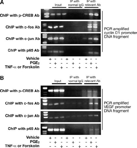 Chromatin Immunoprecipitation Assay Shows In Vivo Binding Of Creb