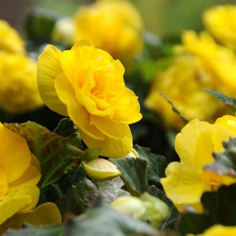 Begonia Non Stop Yellow (Begonia Semperflorens-Cultorum) 3x Spring