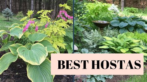 Diy Shade Garden Hosta Tour Best Hostas Youtube