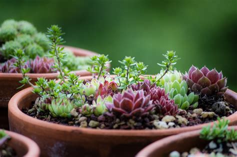 Caring for Varieties of Perennial Succulent Plants