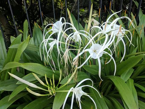 Lirio Araña - Tus Plantas De Casa