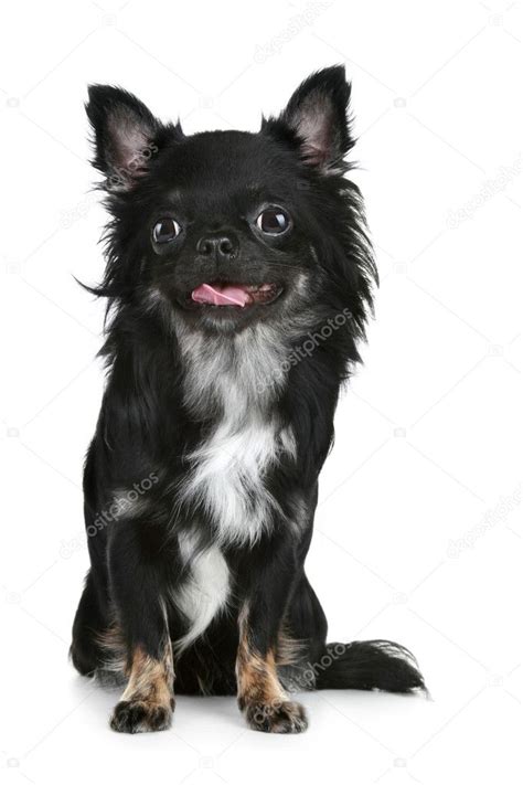 Black long hair chihuahua | Black long-haired chihuahua puppy — Stock ...