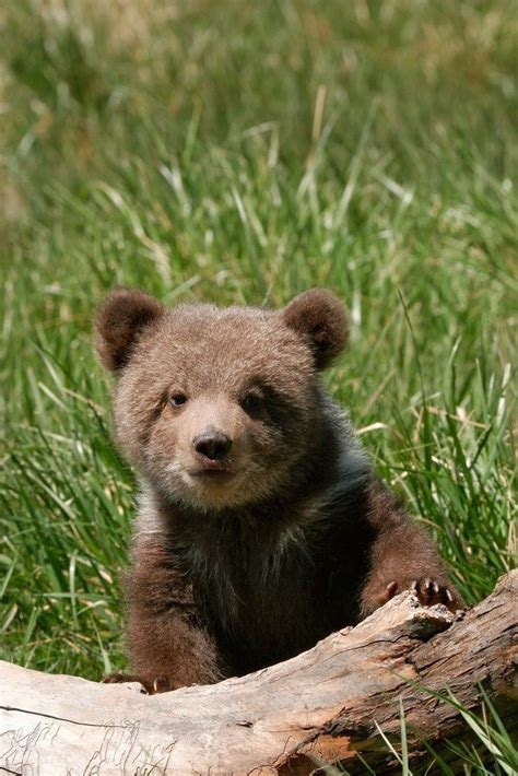 Cute Baby Brown Bear Cubs