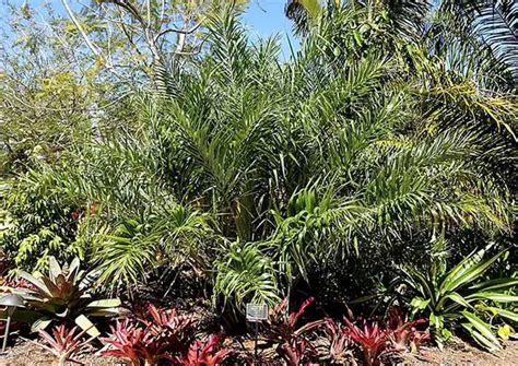 How To Grow The Seashore Palm Tree Allagoptera Arenaria