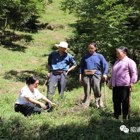 水富市林草局：抓生态保护 促经济发展产业天然林生产力