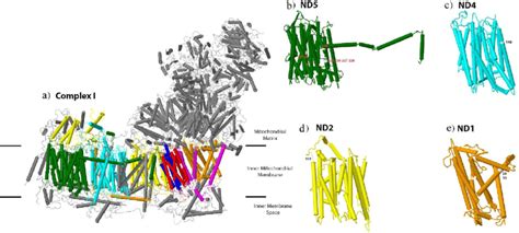 Positive selected sites identified in NADH dehydrogenase (Complex I) of... | Download Scientific ...