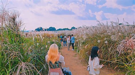 억새가 만드는 아름다운 은빛 물결을 만나볼 수 있는 2023 서울억새축제 하늘공원 노을공원의 아름다운 가을 풍경을 감상하세요