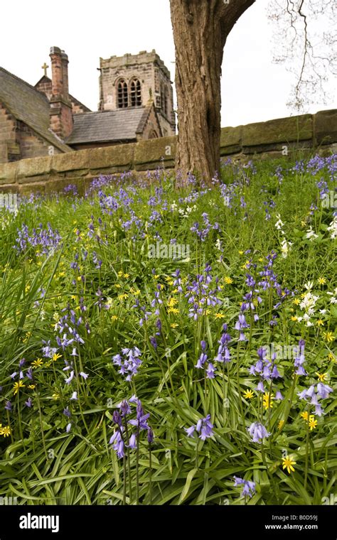 Uk Cheshire Mobberley Bluebells Outside St Wilfrids Church Stock Photo