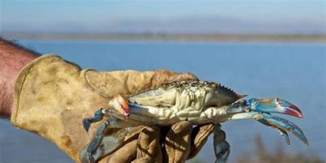 El cangrejo azul la especie invasora en Cádiz que sorprende a Dabid