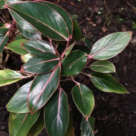 Chinese Evergreen Aglaonema Sapphire Suzanne In The Aglaonemas